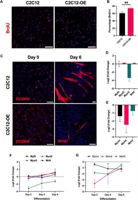 Atonal homolog 8/Math6 regulates differentiation and maintenance of skeletal muscle